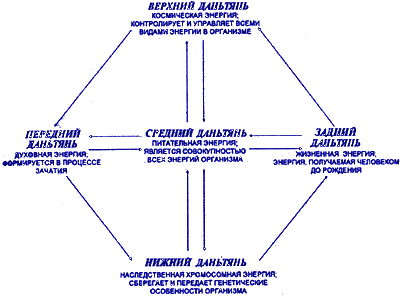 Циркуляция ЦИ в даньтянях